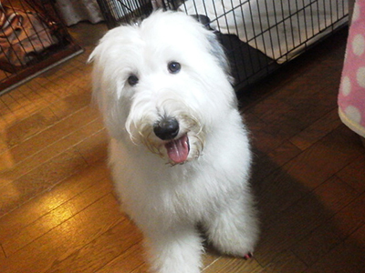 ZIP!のそらちゃんが、グルミットにお泊りしました。