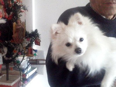 グルミットならワンちゃんがリラックスして過ごせます